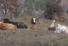 Photo of Општина Крива Паланка утре на протест заради некотролираното движење на кравите