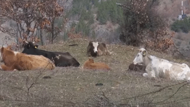 Photo of Општина Крива Паланка утре на протест заради некотролираното движење на кравите