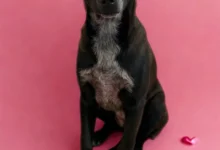 Photo of Иницијатива „Биди мојот Валентајн за еден ден” – прошетка и љубов за бездомни кучиња