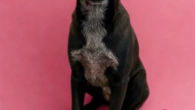 Photo of Иницијатива „Биди мојот Валентајн за еден ден” – прошетка и љубов за бездомни кучиња