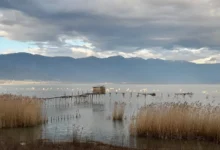 Photo of Редок вид на чапја се гнезди крај Дојранското езеро