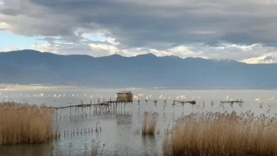 Photo of Редок вид на чапја се гнезди крај Дојранското езеро