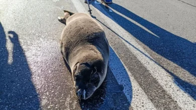 Photo of Млада фока вратена во море откако „шетала“ на улица во грчкиот град Аркица