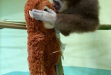 Photo of И мајмунчето Делфина отфрлено од мајката во ЗОО Скопје доби играчка орангутан