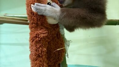 Photo of И мајмунчето Делфина отфрлено од мајката во ЗОО Скопје доби играчка орангутан