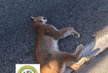 Photo of Утрово најдена угината женка-рис