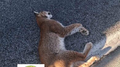 Photo of Утрово најдена угината женка-рис