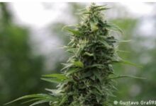 Photo of Облак од марихуана над Македонија