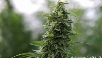 Photo of Облак од марихуана над Македонија