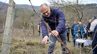 Photo of (ВИДЕО) Филипче на Свети Трифун: Помалку пари, пониска цена – власта ги остави лозарите без поддршка