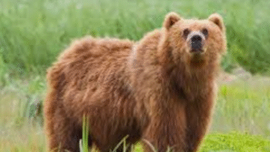 Photo of Го нападнала мечка – заради стравот ќе добие 300.000 денари