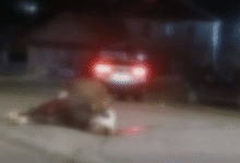 Photo of Возач усмрти крава кај Крива Паланка, па избегал од местото