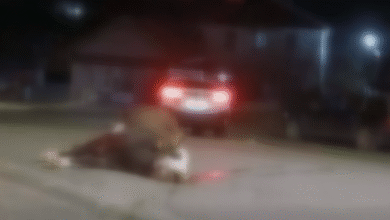 Photo of Возач усмрти крава кај Крива Паланка, па избегал од местото