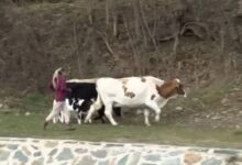 Photo of (ВИДЕО) Телма: Семејство ги брка кравите по ридовите за да ги „спаси“ од инспекторите на АХВ