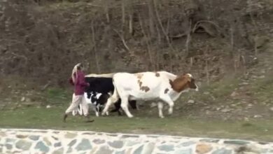 Photo of (ВИДЕО) Телма: Семејство ги брка кравите по ридовите за да ги „спаси“ од инспекторите на АХВ