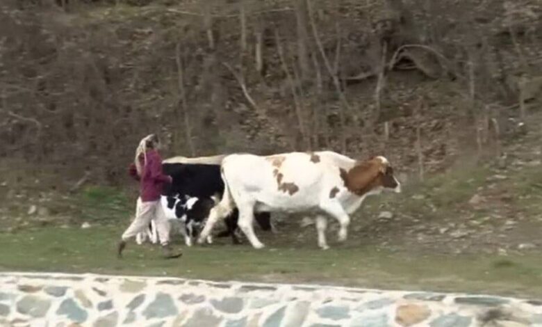 Photo of (ВИДЕО) Телма: Семејство ги брка кравите по ридовите за да ги „спаси“ од инспекторите на АХВ
