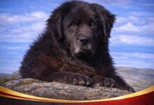 Photo of Меѓународната кинолошка федерација ја призна расата караман како автентично македонско куче