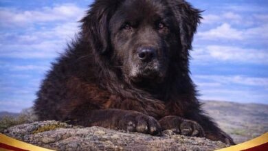 Photo of Меѓународната кинолошка федерација ја призна расата караман како автентично македонско куче