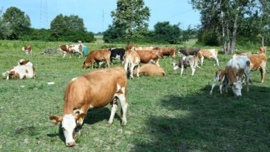 Photo of Паланчани на протест: Решете го проблемот со кравите – не сакаме уште еден уништен род