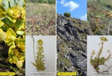 Photo of Отриени два нови растители вида – едниот го има само околу Скопје