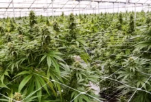 Photo of Вонредни контроли на сите фирми за производство на медицински канабис