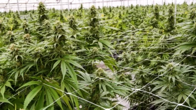 Photo of Вонредни контроли на сите фирми за производство на медицински канабис