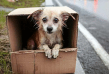 Photo of 5 од 6 заловени кучиња имаат сопственик – бараме напуштањето да стане кривично дело❗️