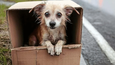 Photo of 5 од 6 заловени кучиња имаат сопственик – бараме напуштањето да стане кривично дело❗️