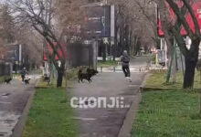 Photo of Независни за Карпош бараат мерки: Кучињата од Кичево и Албанија да се вратат назад под итно!