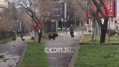 Photo of Независни за Карпош бараат мерки: Кучињата од Кичево и Албанија да се вратат назад под итно!