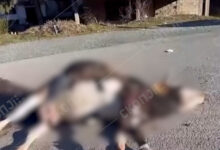 Photo of Угината крава втор ден стои на пат близу училиште во Крива Паланка, до вчера ја чувала и полиција