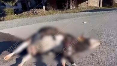 Photo of Угината крава втор ден стои на пат близу училиште во Крива Паланка, до вчера ја чувала и полиција