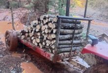 Photo of (Фото) Нелегална сеча на Галичица: Фатен трактор со дабови дрва спремни за транспорт