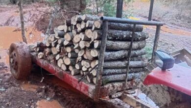 Photo of (Фото) Нелегална сеча на Галичица: Фатен трактор со дабови дрва спремни за транспорт