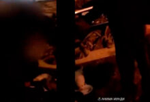 Photo of (Видео) Пет кученца фрлени на улица, снимен сопственикот кој не сакал да ја стерилизира неговата кучка