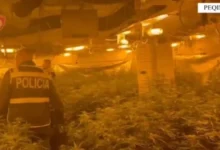 Photo of Директорот на затворот во Рогижина, Албанија  одгледувал марихуана, по него распишана потерница