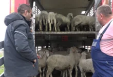 Photo of Македонското јагне се бара на европскиот пазар за Велигден, по подолго време се купуваат и поголемите јагниња