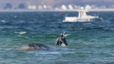 Photo of Китот кој со денови беше насукан кај брегот на Германија, повторно пронајден заглавен