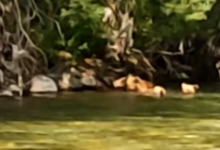 Photo of (Видео) Мечка и две малечки се бањаат во Радика, уживаат во раната пролет