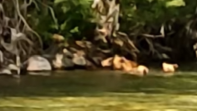 Photo of (Видео) Мечка и две малечки се бањаат во Радика, уживаат во раната пролет