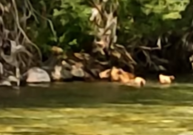 Photo of (Видео) Мечка и две малечки се бањаат во Радика, уживаат во раната пролет