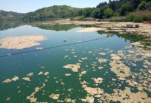 Photo of Повторно плови мртва маса во Велешко езеро додека се чека некој да испита дали има цијанотоксини