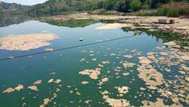 Photo of Повторно плови мртва маса во Велешко езеро додека се чека некој да испита дали има цијанотоксини