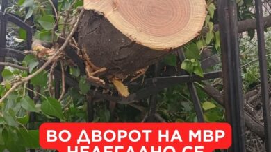 Photo of Зелен хуман град: Во дворот на МВР нелегално се сечат дрвја