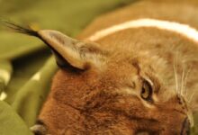 Photo of Патувачката изложба за балканскиот рис во Скопје