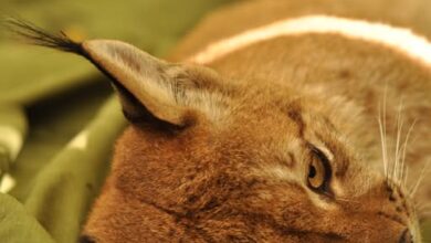 Photo of Патувачката изложба за балканскиот рис во Скопје