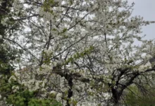 Photo of Сончевото и релативно топло време го поттикна пролетното будење на овошките