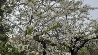 Photo of Сончевото и релативно топло време го поттикна пролетното будење на овошките