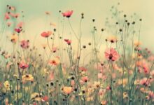 Photo of Научно истражување: Цвеќињата имаат „биолошки часовник“, усогласен со потребите на инсектите