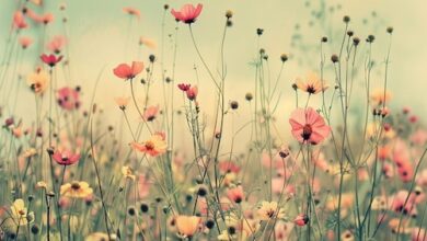 Photo of Научно истражување: Цвеќињата имаат „биолошки часовник“, усогласен со потребите на инсектите
